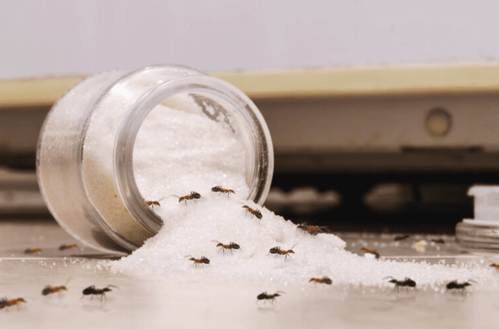 House ants swarming spilled granulated sugar around a tipped glass jar on a kitchen floor