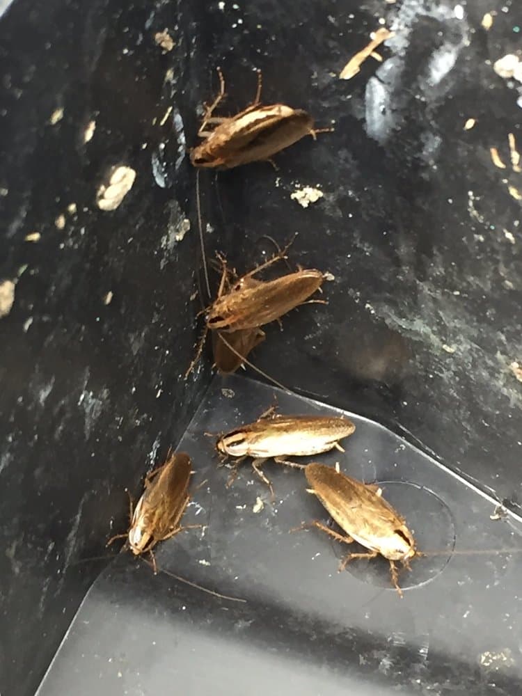 Close-up of several German cockroaches clustered in a dark corner, each with two dark stripes behind the head