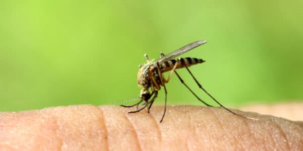 Macro photo of a striped mosquito feeding on human skin against a blurred green outdoor background