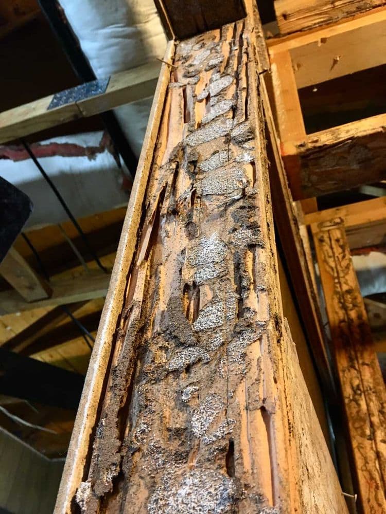 Wooden structural beam hollowed by subterranean termites, with tunnels and earthen mud packing along the grain